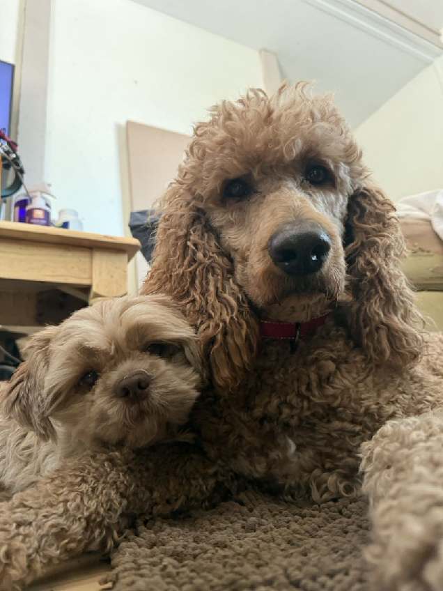 Two dogs together