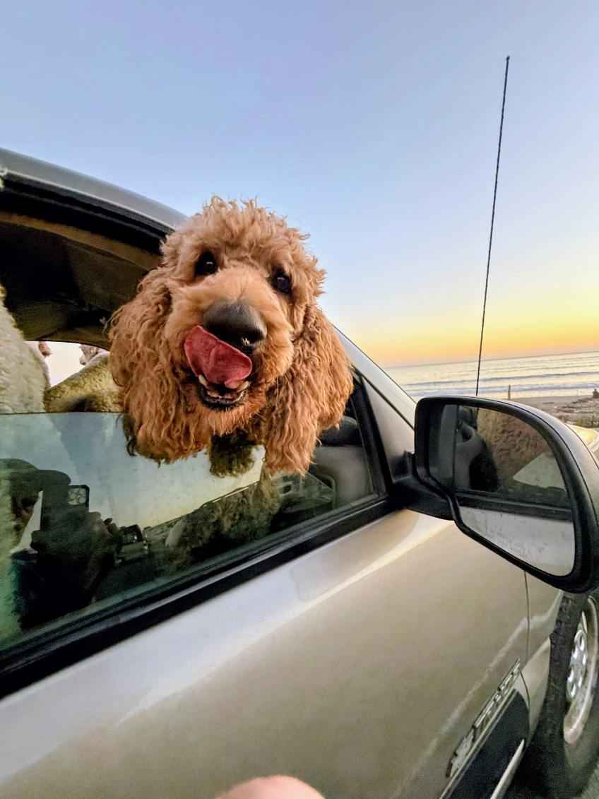 Advanced obedience training dog