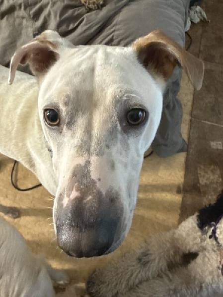 Puppy foundations dog