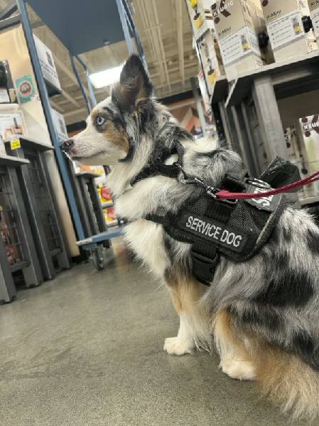 Basic obedience training dog