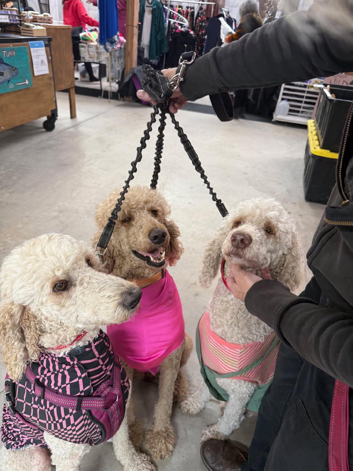 Service dog training support dogs
