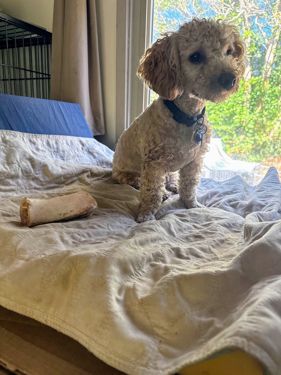 Dog enjoying a treat at Harbor Kennels
