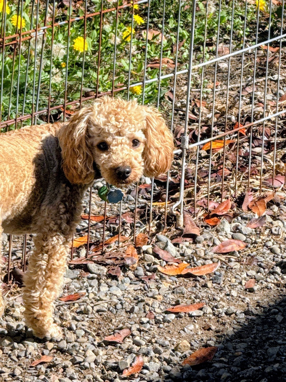 Dog enjoying outdoor time at Harbor Kennels