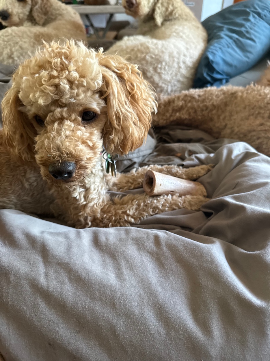 Poodle relaxing at Harbor Kennels