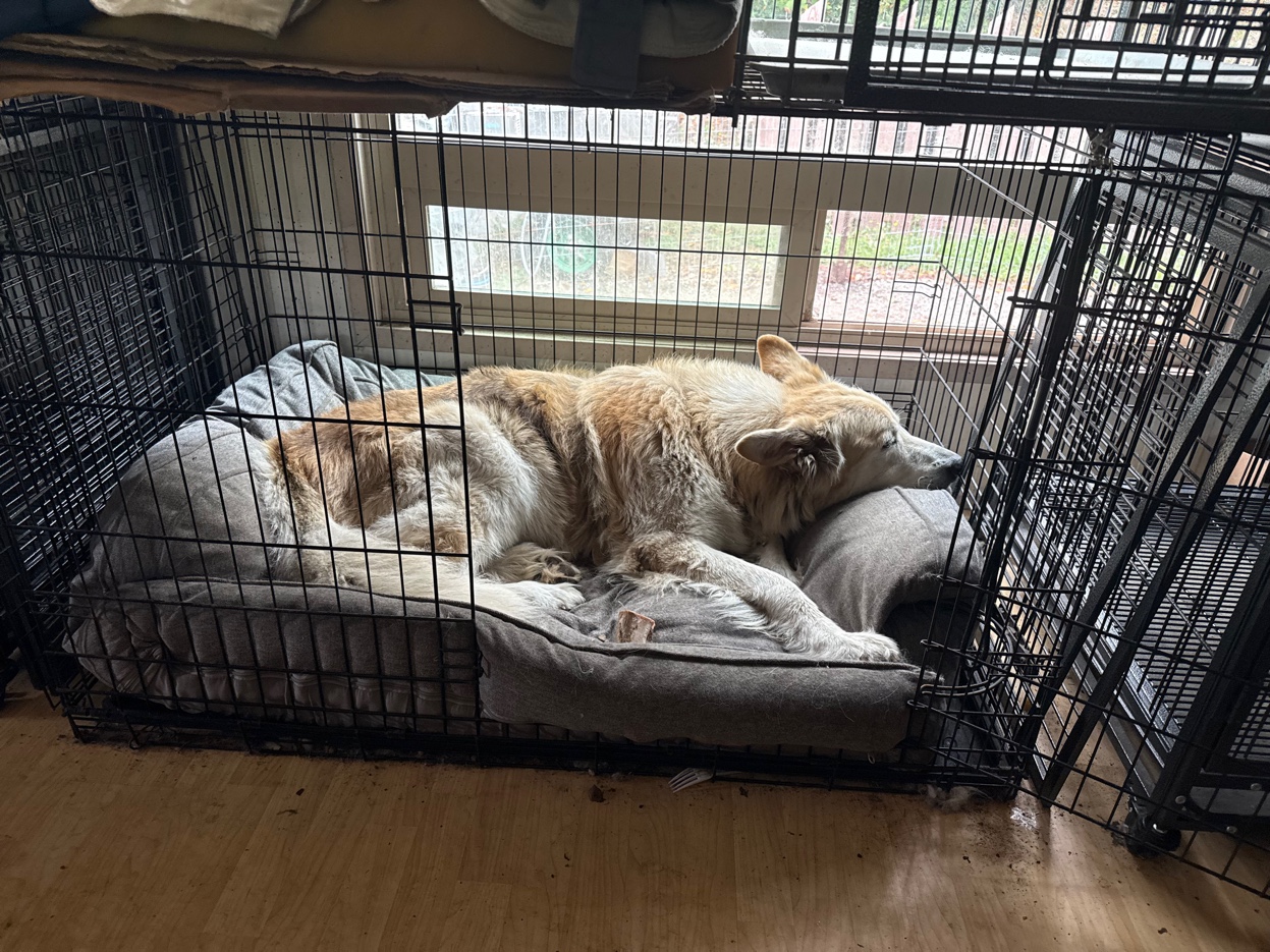 Dog resting comfortably at Harbor Kennels