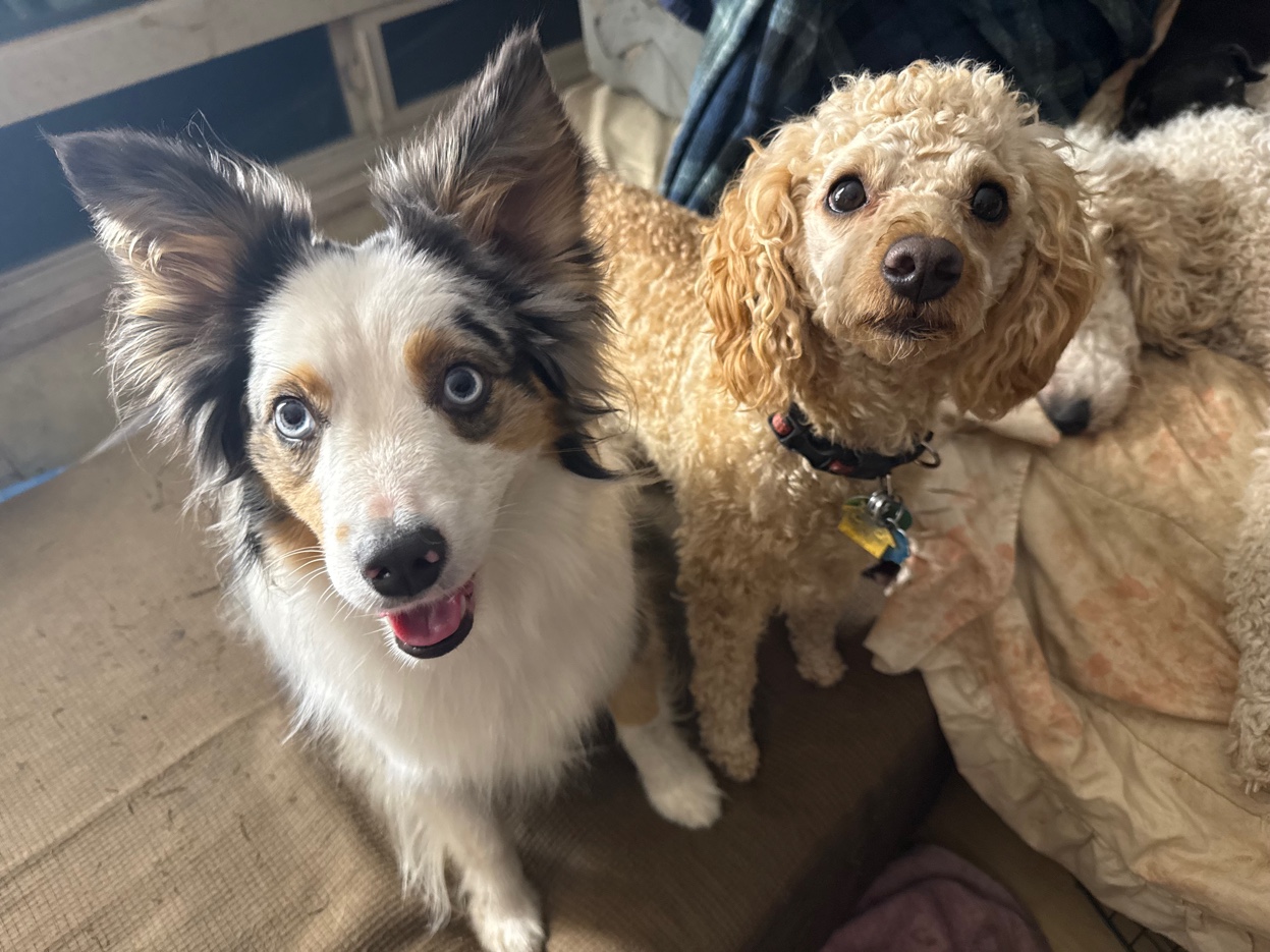 Two happy dogs at Harbor Kennels