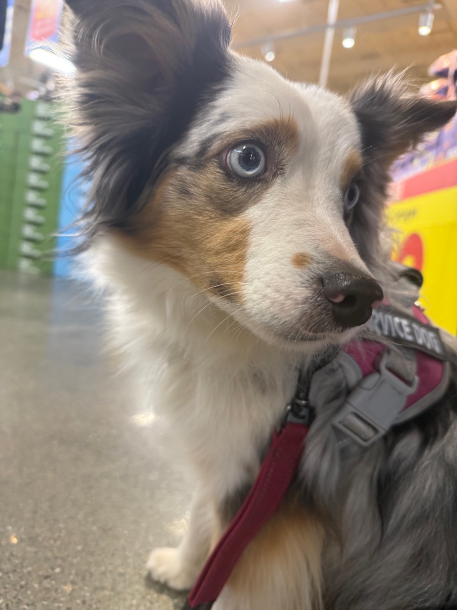Service dog in training at Harbor Kennels